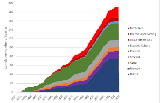 Chart shows cumulative established non-native species broken down by vector of introduction. Ballast water is responsible for 40 percent of overall introductions. Other methods include: Hitchhiker, planted, recreational boating, aquarium release, escaped culture, stocked, canal, and unknown.